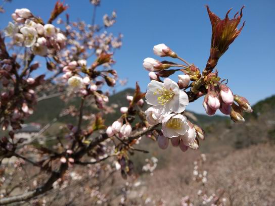 春天来了，组织大家去崂山踏春